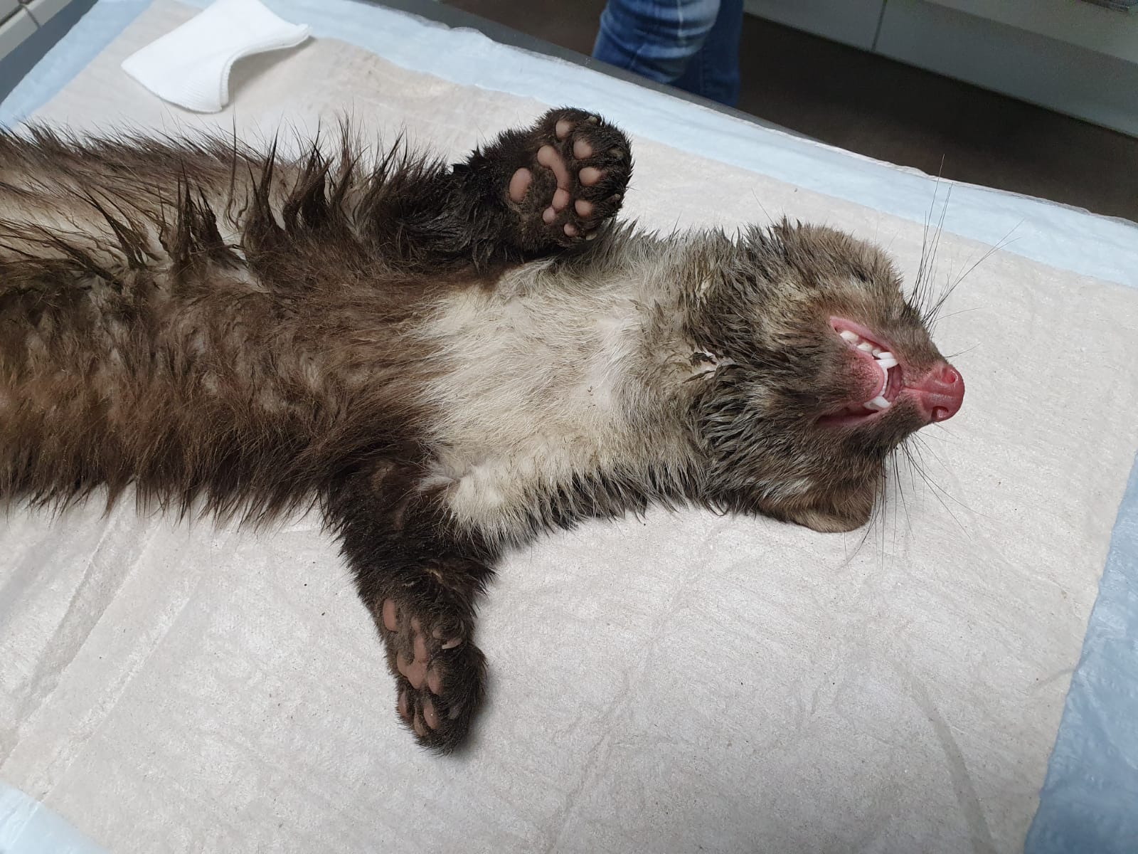 Tierrettungseinsatz im Kirchdorfer Zementwerk: Marder steckte in Rohr fest