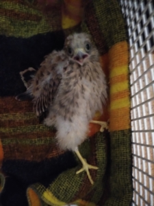 junger Turmfalke wurde im Kirchdorfer Zementwerk geborgen.