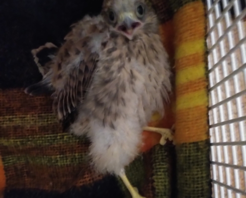 junger Turmfalke wurde im Kirchdorfer Zementwerk geborgen.