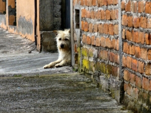 strassenhund