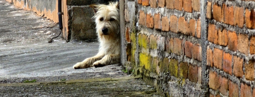 strassenhund