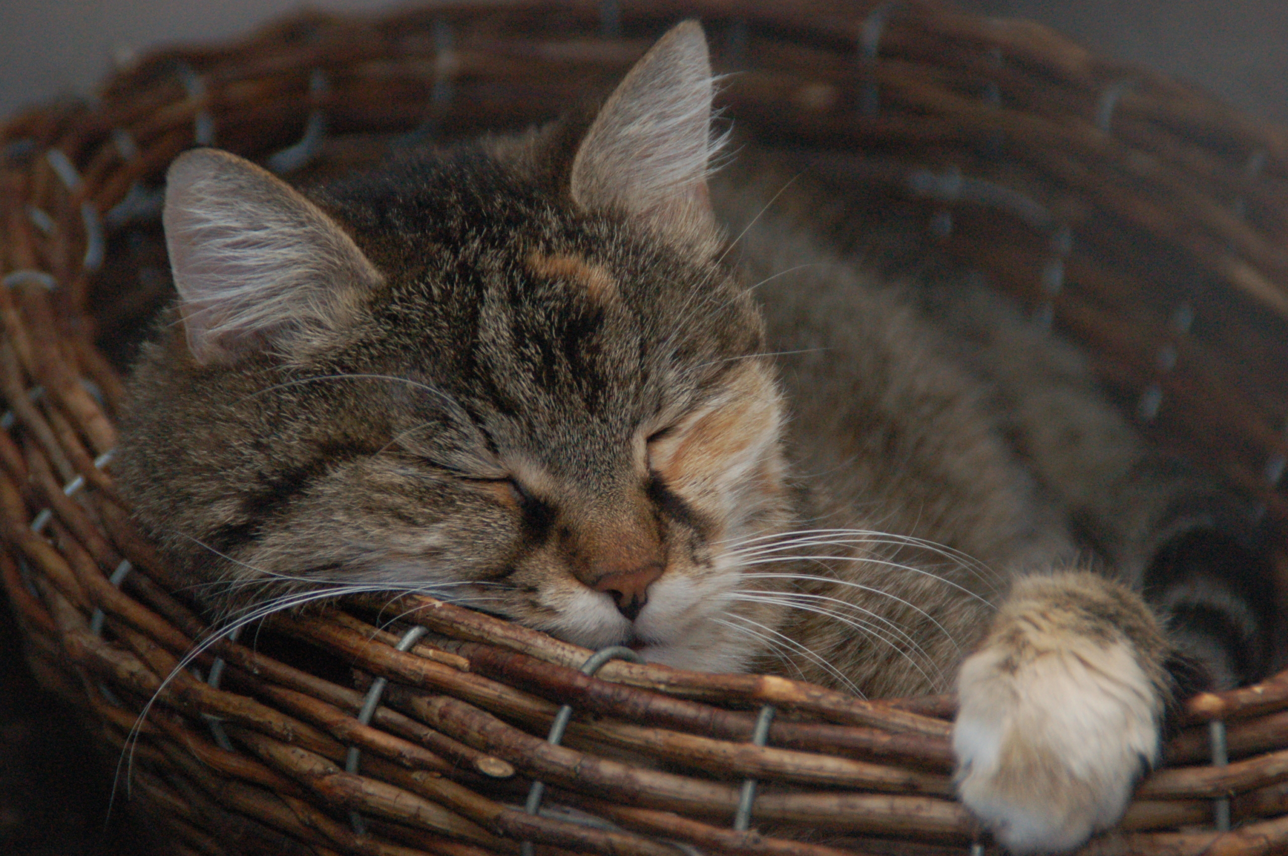 katze-korb