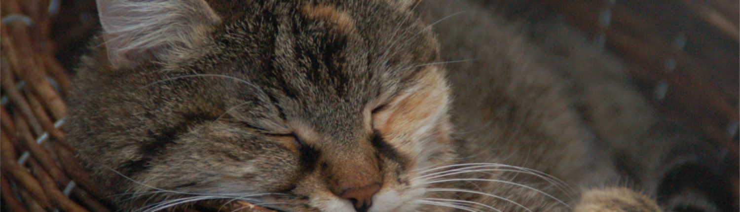 katze
