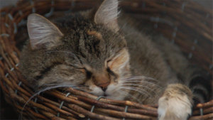 katze